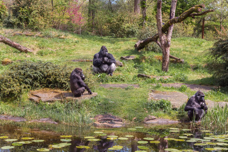 A family of Gorillas is on the meadow by the riverの写真素材
