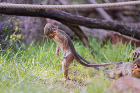 Gabon talapoins are large-headed monkeys with yellow-olive tinted coating
