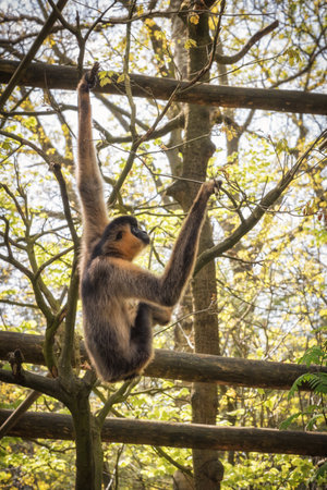 Northern white-cheeked gibbon, Nomascus leucogenys. Females are reddish-tan in colorの写真素材