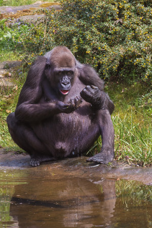 Gorilla is ground-dwelling great ape. Vertical photo