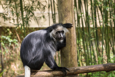 Funny day with monkeys. From the forests of Bolivia to the rainforest of Madagascar: face to face with monkeysの写真素材