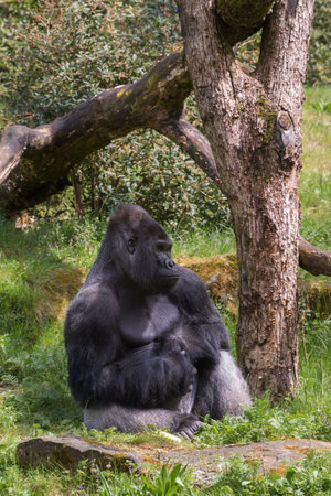 A gorilla is sitting on the ground in an outdoor setting.の写真素材