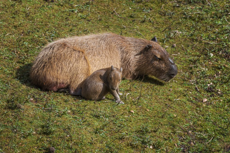 The capybara or greater capybara, Hydrochoerus hydrochaeris, is the largest living rodent, native to South Americaの写真素材