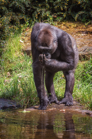 A ground-dwelling great ape, by the river. Vertical photoの写真素材