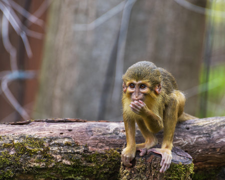 The Gabon talapoin, the northern talapoin, is a small species of African monkeyの写真素材