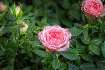 Rose bushes in pots for rooms. Flowers for cuttings, rock gardens, conservatories, cottage gardens, scented gardensの写真素材