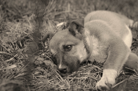 Lonely puppy waiting for his owner on the grassの写真素材