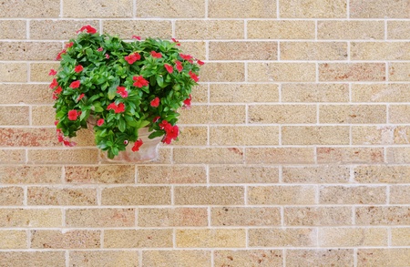 Red flowers in the flowerpot on the brick wallの写真素材