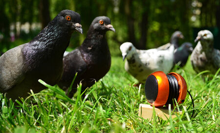 Pigeons listen to the music in the park in summer 