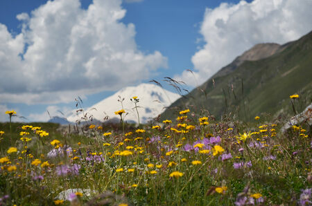 Beautiful landscape with mountain flowersの写真素材