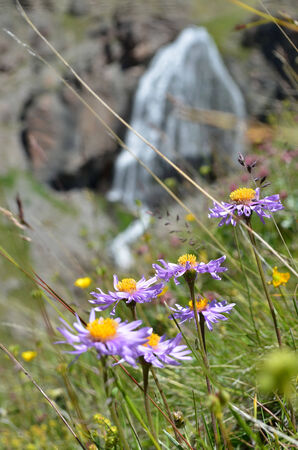 Beautiful mountain flowers in sunlightの写真素材