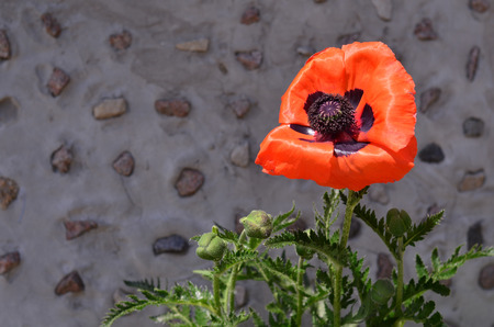 Single poppy flower growing near stone wallの写真素材