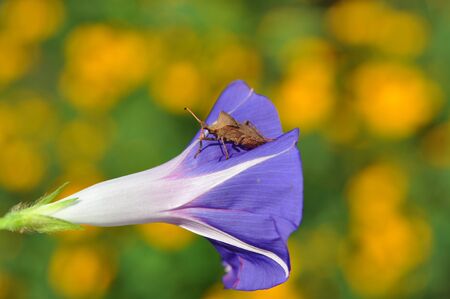 The garden bug sits on a blue Ipomoea flower (Ipomoea). In the background - the background of yellow...