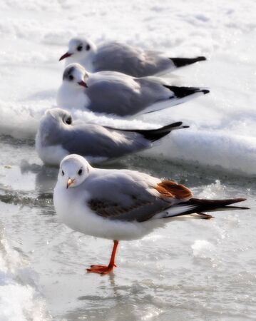 Four frozen seagulls are standing and sitting on the ice in a row. Icy Black Sea, white snow.の写真素材