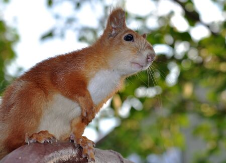 The red squirrel sits with his foot raised, looking into the distance. Against the sky and green leaves of trees in the summer.の写真素材
