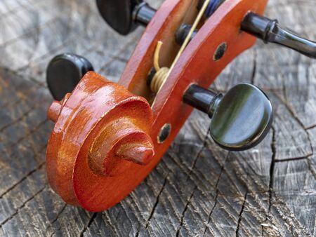 Fiddle neck on the old stump. Still life. Close-up.