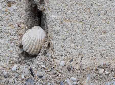 Texture. Brick and plaster. Shell in the crevice. Still life. Close-up.