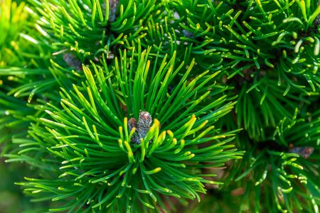 Branches of a young coniferous plant with cones. Pine on an autumn sunny day.の写真素材