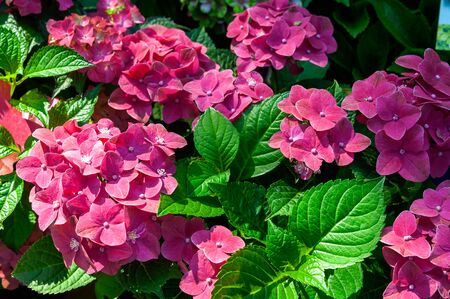 Blossoming pink hydrangea is large-leafed. Gardening. Garden shrub with spherical inflorescences.