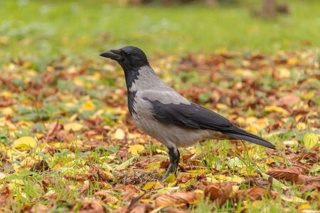 Crow among the fallen yellow leaves and grass in the fall. Bird close up view. Quiet autumn day. Ornithology.の写真素材