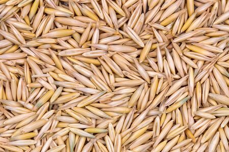 Barley close up view. Harvest cereals. A lot of grain. Background mode.の写真素材