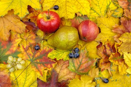 Autumn fruits on colorful leaves. Still life with a harvest of autumn fruits.の写真素材