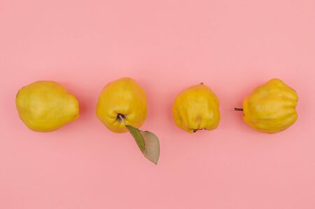 Organic quince on a pink background.の写真素材