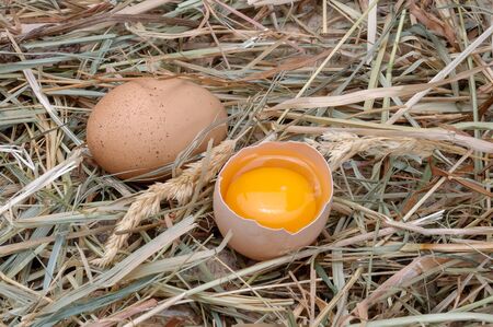 Organic Chicken Eggs.の写真素材