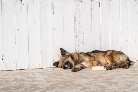A dog sleeps in the sun near a white wooden fence. Warm day.