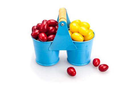 Organic red and yellow dogwood in the blue buckets. Harvest ripe berries.の写真素材