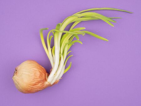 Sprouted onions on a purple background. Young green onion.の写真素材