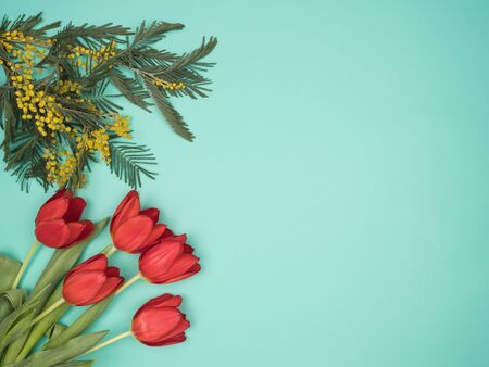 Acacia dealbata and red tulips on a turquoise background.の写真素材
