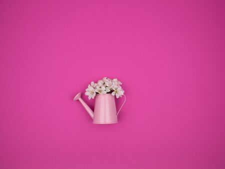 Sprigs of cherry blossom in a decorative watering can on a pink background.の写真素材