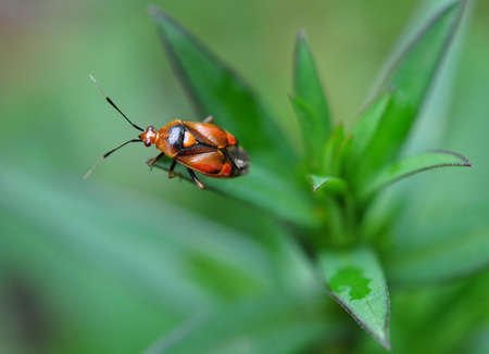 A garden bedbug with an orange heart on its back sits on a green plant.