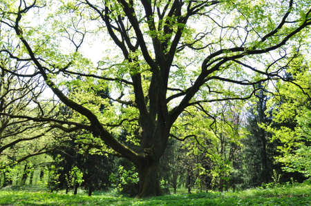 A large sprawling tree in early spring. Young greens.