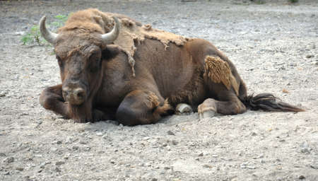A lone bull is lying on the ground. A close-up animal.