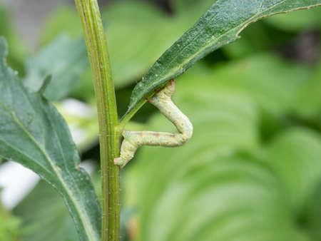 The moth caterpillar arched in an arc on a green leaf. Close-up.