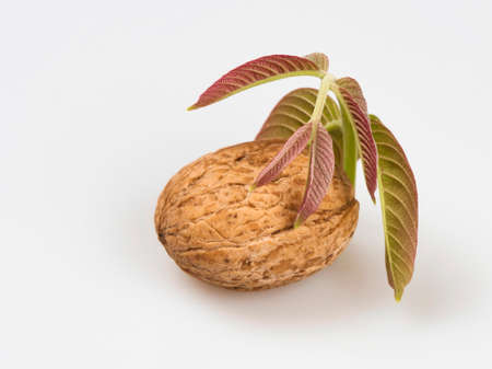 Walnut with a sprig and walnut leaves close-up on a white background.の写真素材