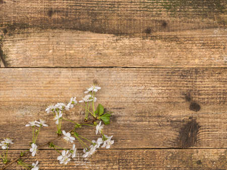 A flowering sprig of cherries on a wooden background.の写真素材