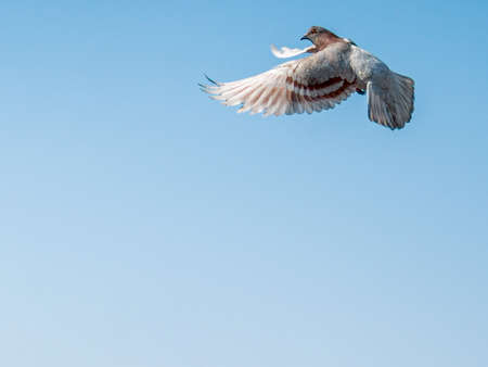 A pigeon in the sky close-up . A bird with spread wings.の写真素材