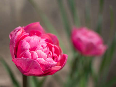 Pink tulips are blooming. Spring flowering in the garden.の写真素材