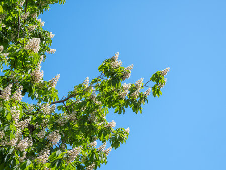 The tree chestnut blooms in spring against the blue sky.の写真素材