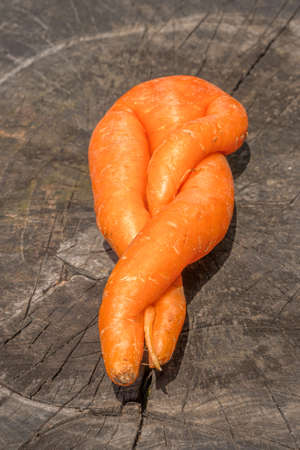 Organic carrots of unusual shape. A fused fruit. Curved vegetable.の写真素材