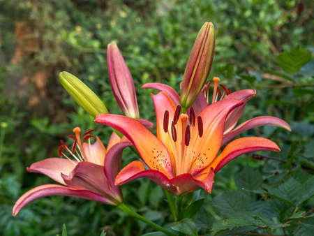Lily close-up. Garden flower lily. Summer flowering in the garden.の写真素材