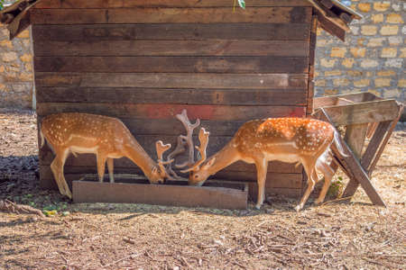 Two deer at the feeder. Horned animals on a sunny summer day.