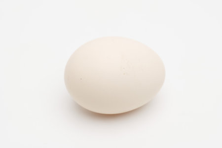 Close-up of a white chicken egg. Insulationの写真素材