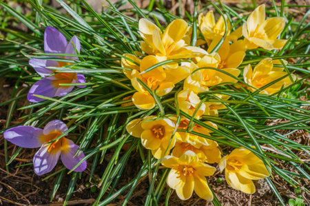 Vibrant and Colorful Crocuses in Bloom A Delightful Springtime Experience Awaits Youの写真素材