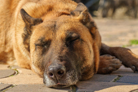 A Relaxed Dog Willing to Enjoy the Beautiful Sunny Day Outside in the Warm Sunshineの写真素材