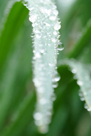 Morning Dew on Grass Blades A Stunning Representation of Natures Crystal Beauty and Splendorの写真素材
