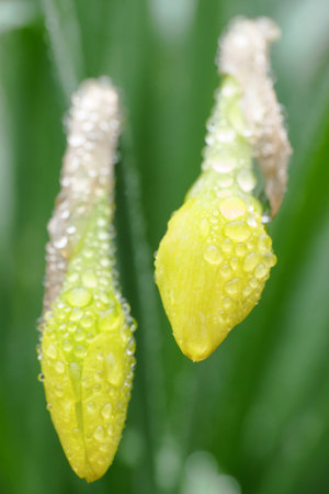 A CloseUp View of Dewy Yellow Flower Buds Captured Beautifully in the Natural Environmentの写真素材